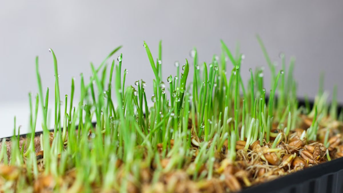 Fresh wheatgrass in a tray with morning dew droplets on the sprouts.